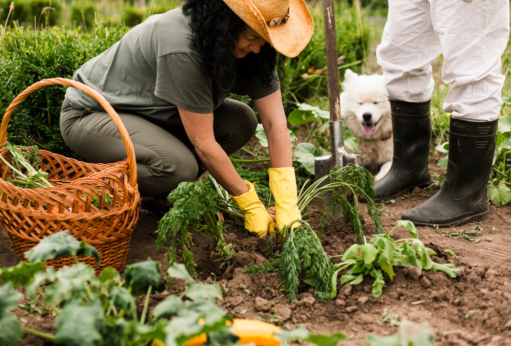 How to Start a Vegetable Garden in Small Spaces in the US by The //Vital-Mag.Net Blog